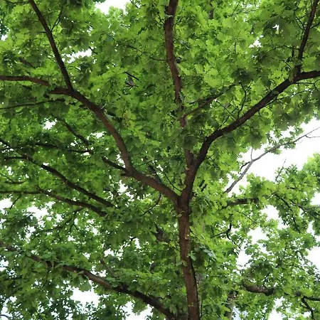 Ξενοδοχείο Stadthalle Uelzen