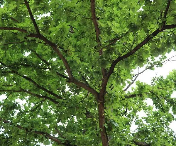 호텔 Stadthalle 울첸